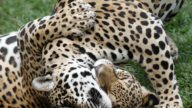 Brazil Cloning Wild.jpg